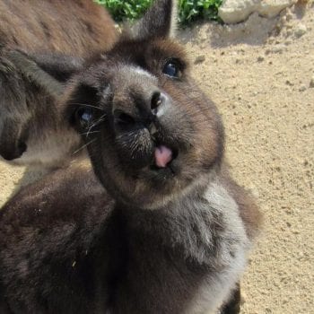 Tussen Adelaide en Sydney zitten veel kangaroo's!